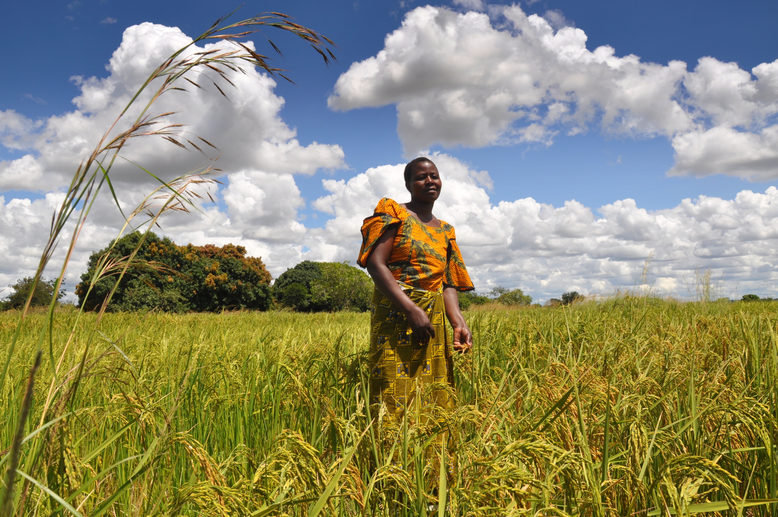 Transforming agriculture is transforming Africa