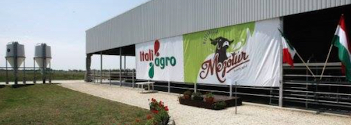 Inaugurato allevamento italiano di bufale da latte in Ungheria centro-orientale