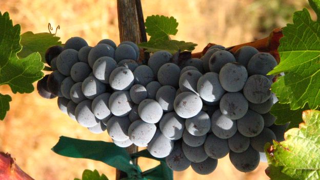Vino biodinamico: che cos’è e quali sono le differenze dal vino biologico?