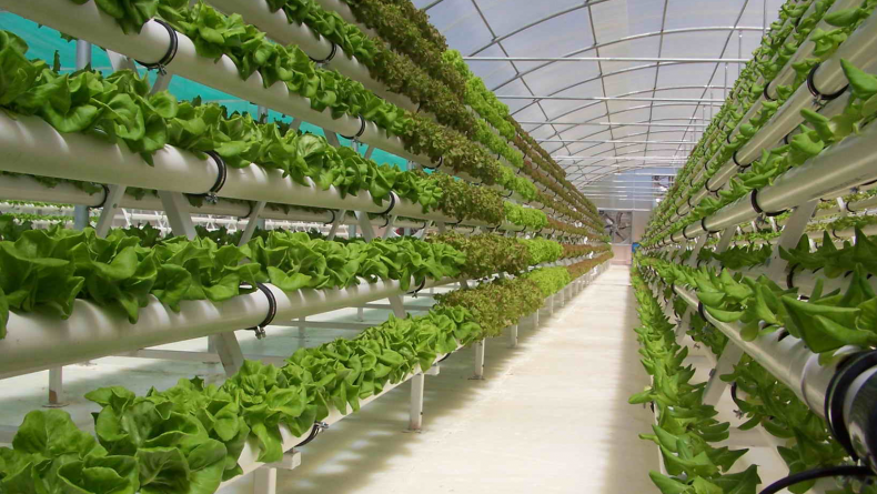 Vertical farm, la tecnologia per un’ agricoltura urbana sostenibile