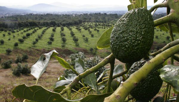 Mexico’s top avocado growers seek to boost China sales