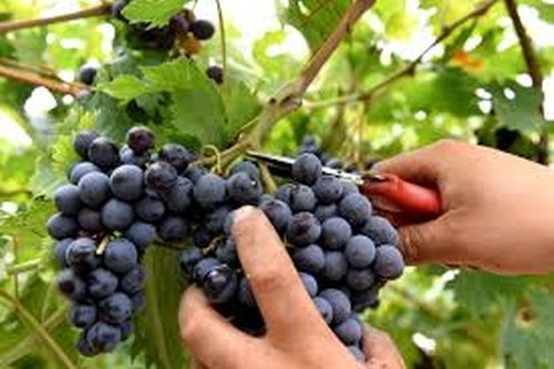 Vendemmia, quest’anno raccolto in calo del 24%. Ma vola la domanda di vino italiano all’estero Vendemmia, quest’anno raccolto in calo del 24%. Ma vola la domanda di vino italiano all’estero