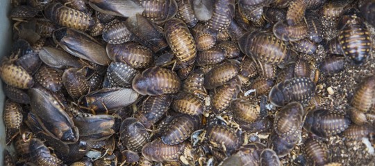 Per smaltire i rifiuti in Cina si cominciano a usare gli allevamenti di scarafaggi