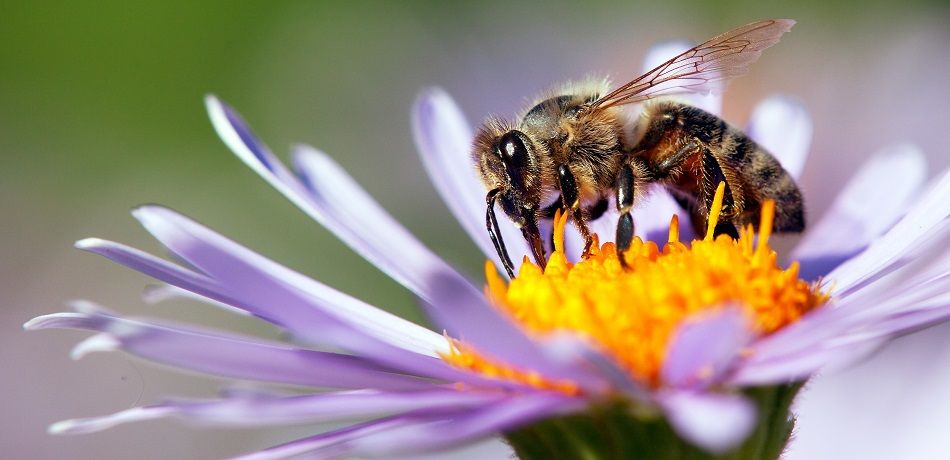 France Becomes The First Country to Ban All Five Pesticides Linked to Bee Deaths
