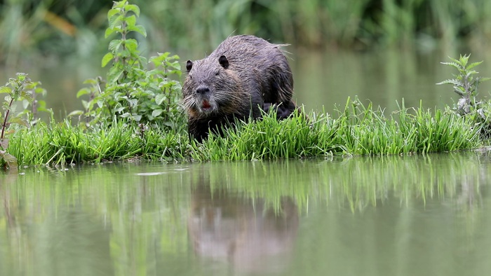 50 banche coinvolte nella crisi della biodiversità 50 banche coinvolte nella crisi della biodiversità