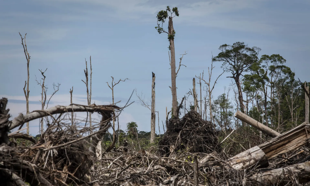Banks lent $2.6tn linked to ecosystem and wildlife destruction in 2019 – report Banks lent $2.6tn linked to ecosystem and wildlife destruction in 2019 – report