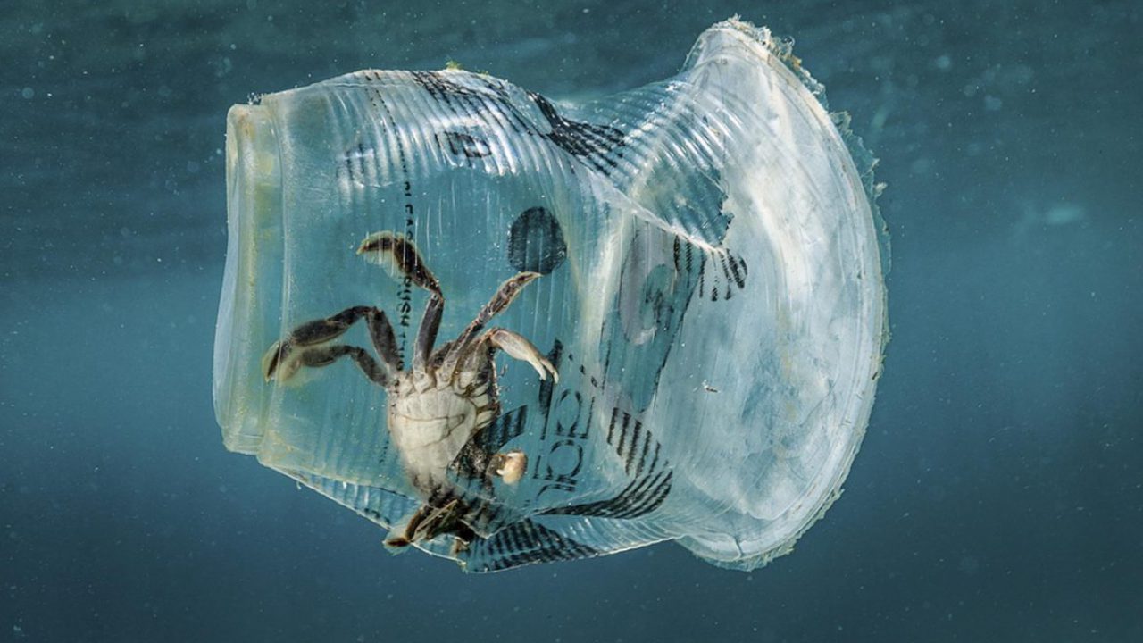 Il problema globale della plastica
