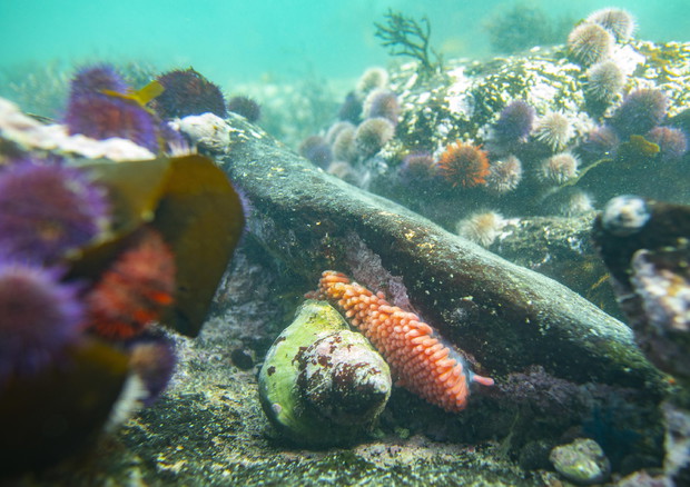 Al via progetto ricerca Extreme E-Enel su vita marina Al via progetto ricerca Extreme E-Enel su vita marina