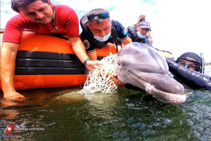 Intrappolato nella rete, salvato cucciolo delfino a Cagliari