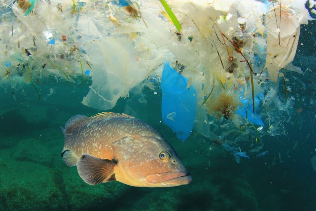 Microplastiche: l’ingestione a lungo termine danneggia la crescita e la riproduzione dei pesci