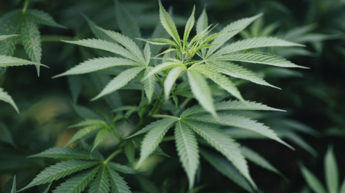 Una startup italiana ha lanciato un’ app per la vendita online di cannabis light Una startup italiana ha lanciato un’ app per la vendita online di cannabis light
