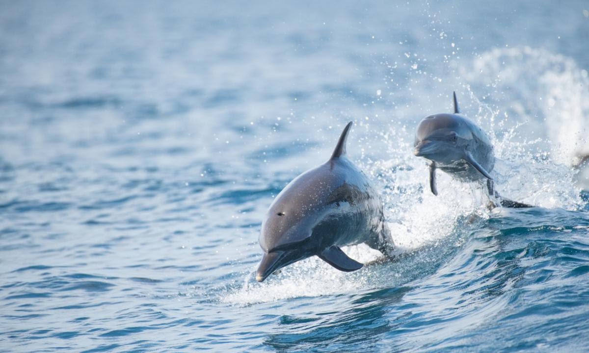 Nuotatore tra i ghiacci salvato dai delfini