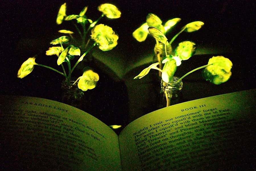 Una nuova generazione di piante che emettono luce