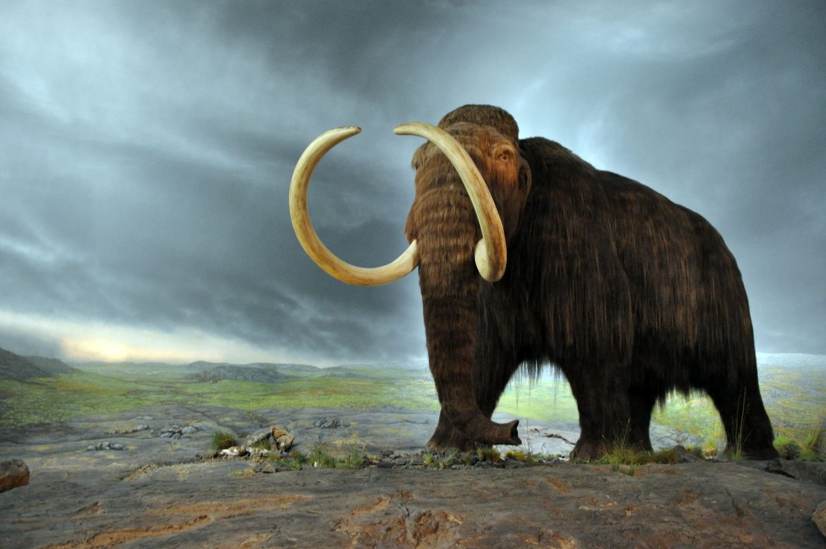 Scienziati riportano in vita il mammut per salvare il permafrost