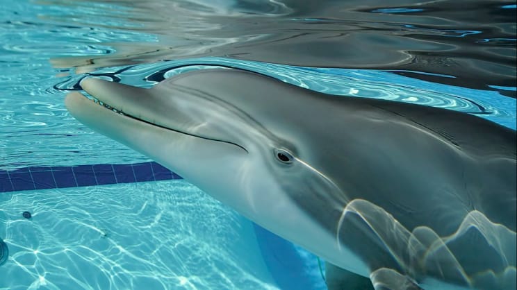 Ecco il delfino robot che potrebbe prendere il posto degli animali in cattività nei parchi acquatici