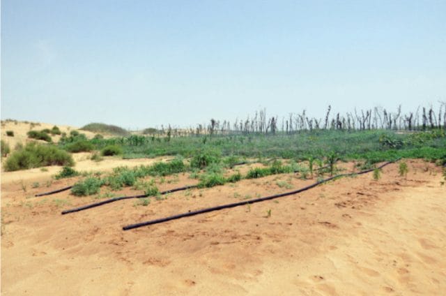 Deserti coltivabili in Cina