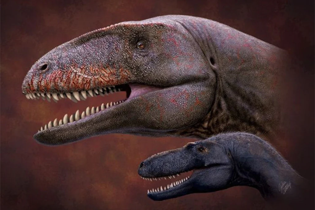Scoperto un dinosauro più imponente del T. rex Scoperto un dinosauro più imponente del T. rex