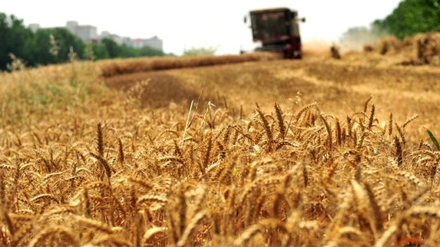 Mancherà il grano per la pasta?