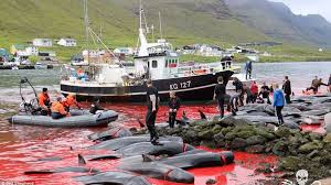 Isole Faroe strage di 1500 delfini massacrati