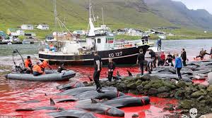 Isole Faroe strage di 1500 delfini massacrati Isole Faroe strage di 1500 delfini massacrati