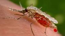 Italia invasa dalle zanzare giapponesi: perché sono pericolose