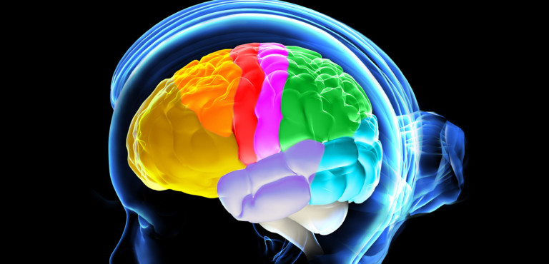 Il cervello umano si è ridotto di dimensioni tremila anni fa Il cervello umano si è ridotto di dimensioni tremila anni fa
