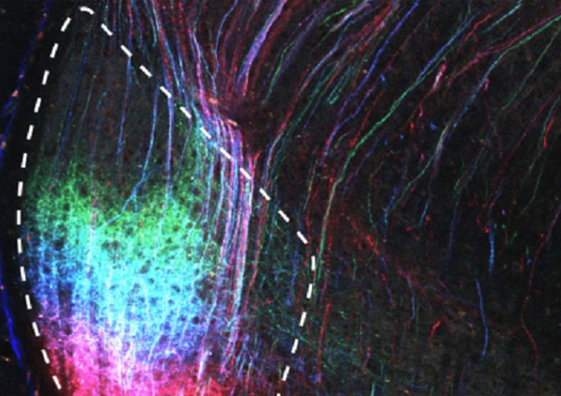 Scoperti i circuiti celebrali che regolano le paura Scoperti i circuiti celebrali che regolano le paura