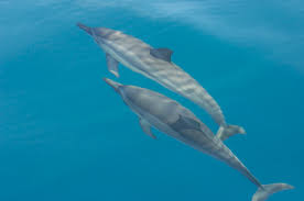 Le Hawaii vietano gli incontri con i delfini spinner