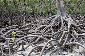 É STATA TROVATA UNA FORESTA FOSSILE CONGELATA NEL TEMPO PER 100.000 ANNI É STATA TROVATA UNA FORESTA FOSSILE CONGELATA NEL TEMPO PER 100.000 ANNI