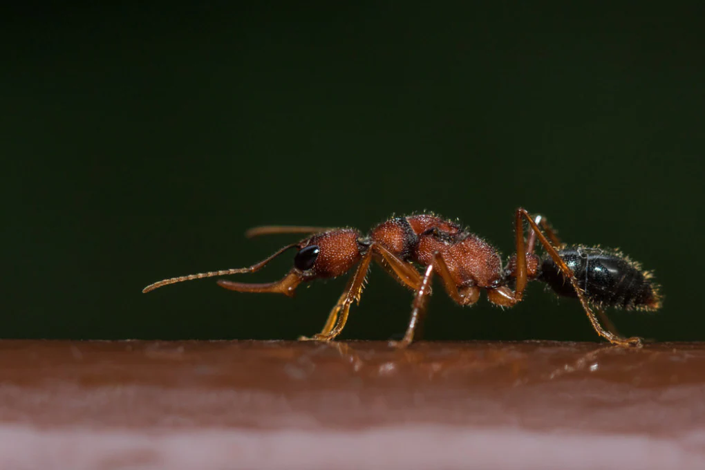La formica saltatrice si rimpicciolisce il cervello per diventare regina