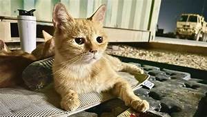 Soldati adottano in Medio Oriente una famiglia di gatti: gara di solidarietà per aiutarli Soldati adottano in Medio Oriente una famiglia di gatti: gara di solidarietà per aiutarli