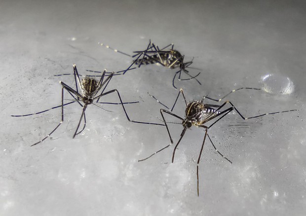 Zanzare coreane nel Nord d’Italia