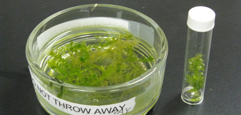 Fotosintesi in laboratorio: imitare le piante per produrre idrogeno