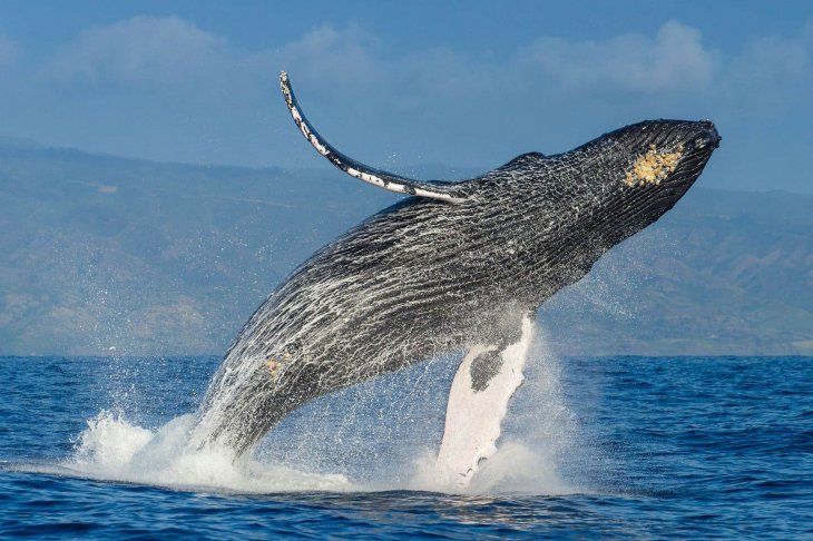 Ballenas son cruciales para la salud del ecosistema marino, según estudio Ballenas son cruciales para la salud del ecosistema marino, según estudio
