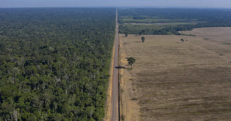 Cop26: accordo contro la deforestazione