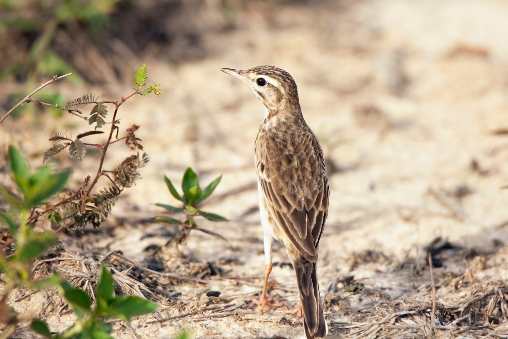 Perché alcuni uccelli migratori hanno cambiato rotta?