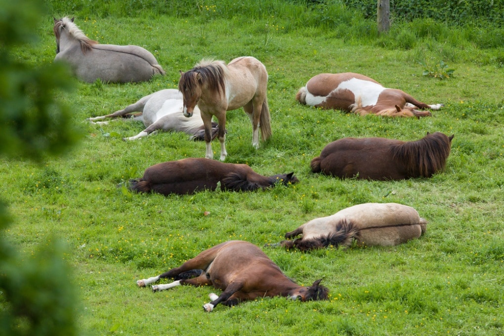 Come fanno i cavalli a dormire in piedi?