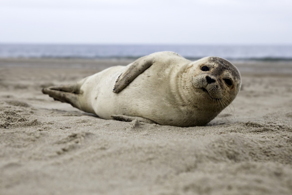 I cuccioli di foca sanno abbassare o alzare il tono di voce