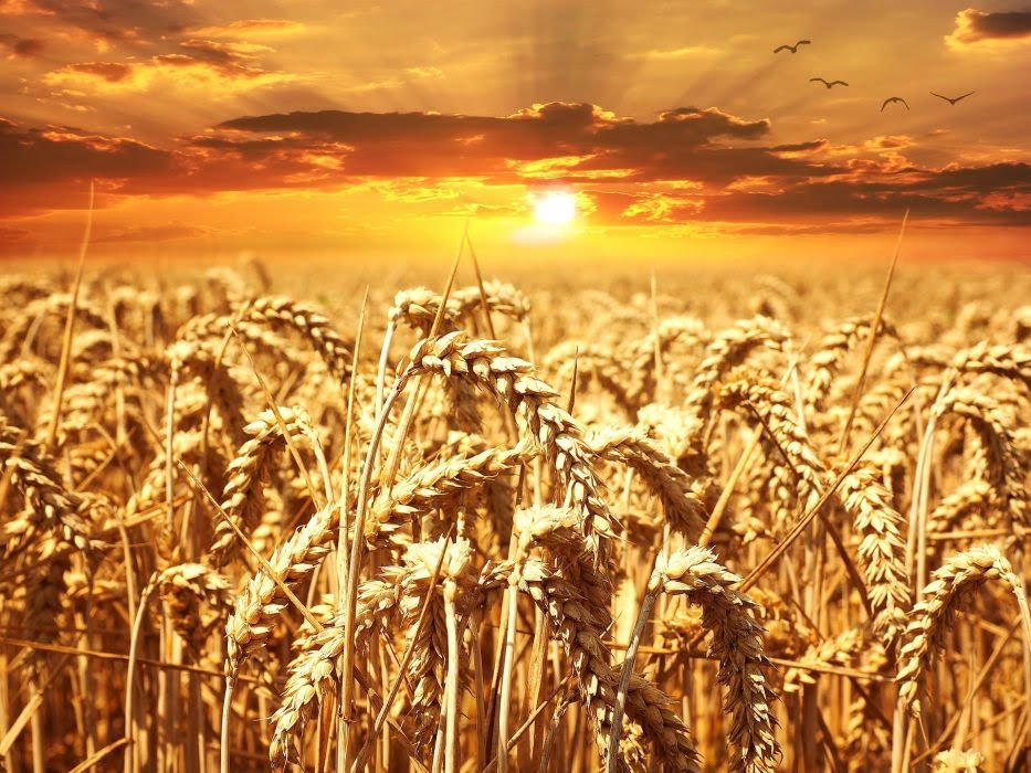 Grano: prezzi record in Europa, costa 297 euro a tonnellata Grano: prezzi record in Europa, costa 297 euro a tonnellata