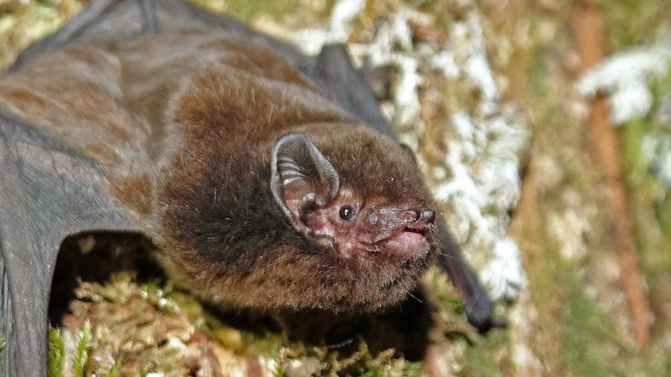 New Zealand bat flies away with bird of the year award