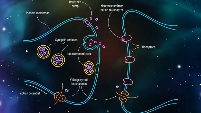 Scoperta differenza “sorprendente” tra cervello umano e quello dei mammiferi