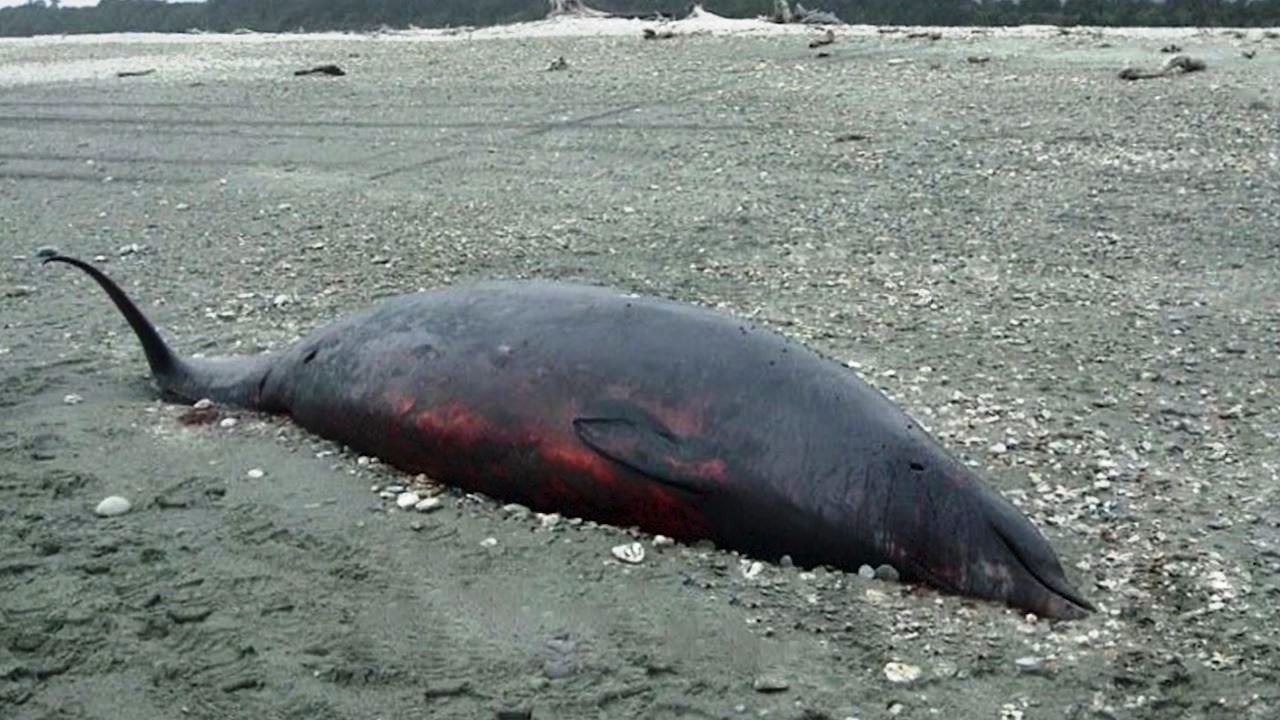Scoperto nuovo zifio in Nuova Zelanda, cetaceo che si spinge a profondità enormi Scoperto nuovo zifio in Nuova Zelanda, cetaceo che si spinge a profondità enormi