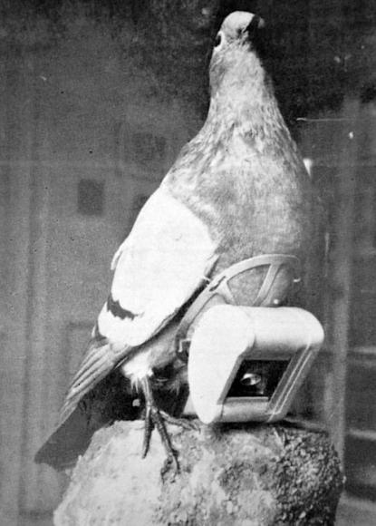 Colombi: gli antenati dei droni Colombi: gli antenati dei droni