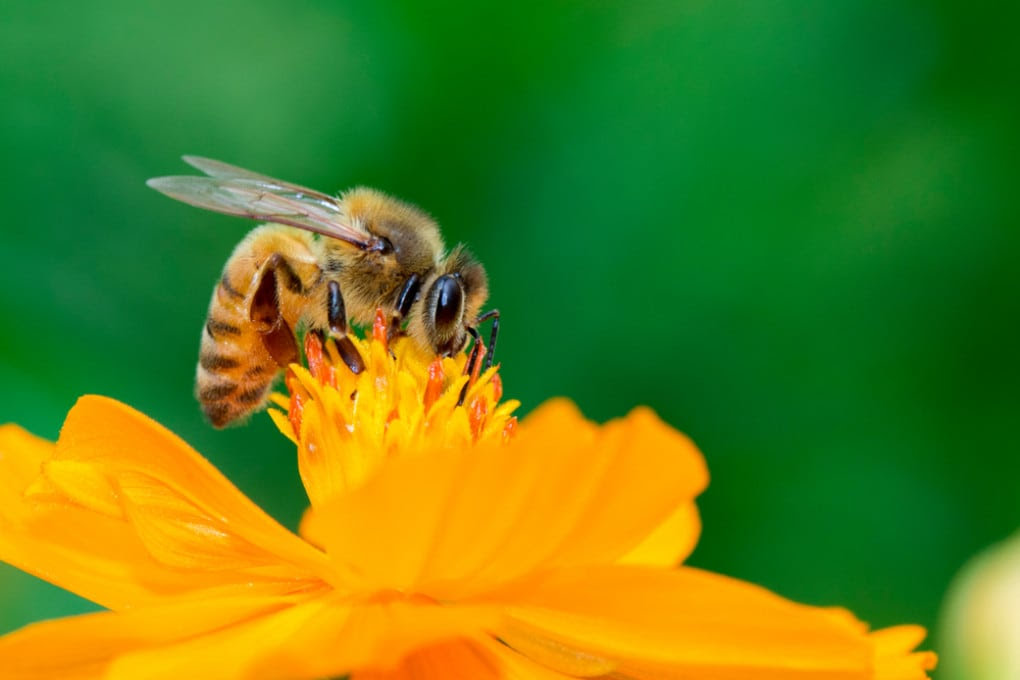 L’origine delle api da miele
