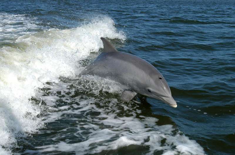How do dolphins learn to live along the coast?