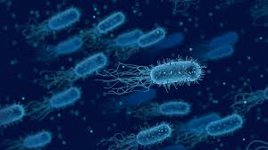 Il microbiota dell’intestino può aumentare il rischio di contrarre Hiv o altri virus