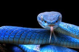Il veleno dei serpenti e la nostra saliva hanno un’origine comune