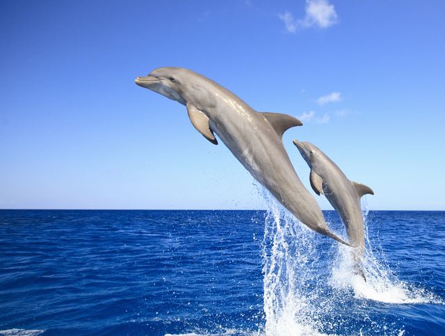 Il delirante piano della Cia per affondare le navi nemiche usando delfini ammaestrati