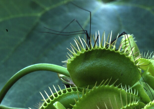 Neuroni artificiali organici controllano una pianta carnivora