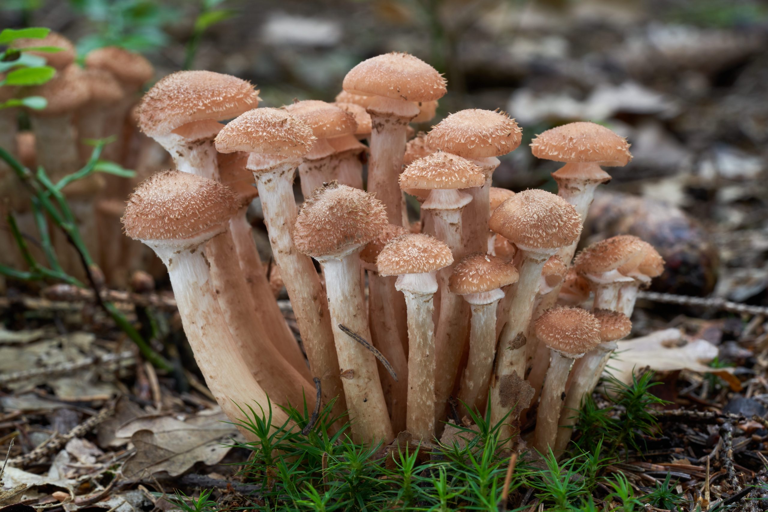Il fungo più grande del mondo si trova nell’ Oregon